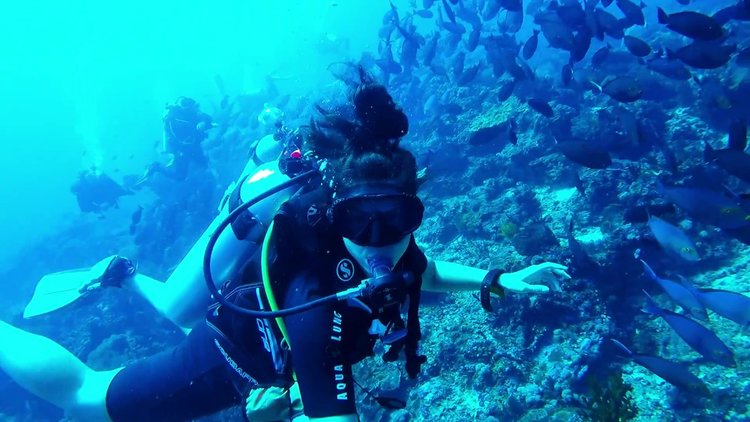 Komodo diving season - diver with coral and fish