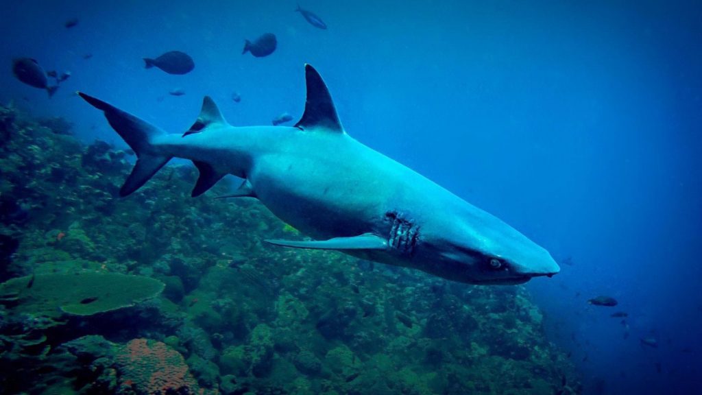 liveaboard diving Indonesia - whale shark komodo national park