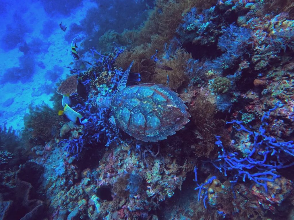 The Highlight: Scuba Diving in Amed Bali