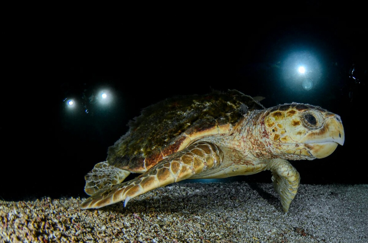 A loggerhead sea turtle swimming underwater at night, illuminated by divers.
